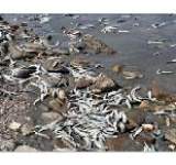 الثروة السمكية تحذّر من استمرار الأنشطة العدائية في سقطرى والمياه الإقليمية اليمنية