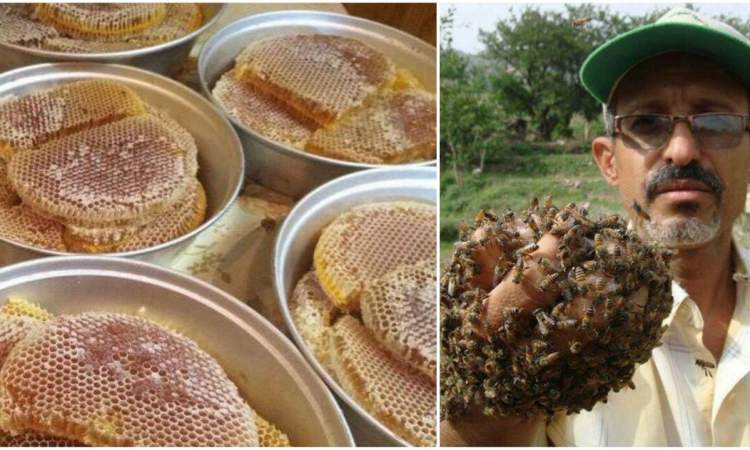 العبسي: مهرجان العسل القادم قد يكون بداية للنهوض بالاقتصاد