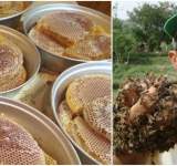 العبسي: مهرجان العسل القادم قد يكون بداية للنهوض بالاقتصاد