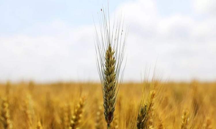 زيادة صادرات روسيا من القمح من 480  الى 963 الف طن