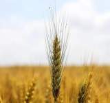 زيادة صادرات روسيا من القمح من 480  الى 963 الف طن