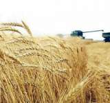 21.94 مليون طن حصاد محصول القمح في أوكرانيا