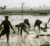 الهند ترفع ضريبة صادرات الأرز 20% 