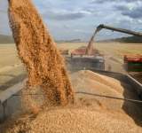  روسيا تتصدر قائمة مصدري القمح في العالم