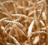 روسيا تعلن ارتفاع محصول القمح الى 130 مليون طن خلال 2023