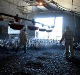 كرواتيا ترصد تفشياً لسلالة خطيرة من انفلونزا الطيور