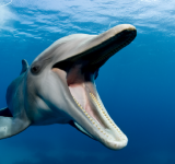 رصد أحد أندر الدلافين وأكثرها غرابة في العالم
