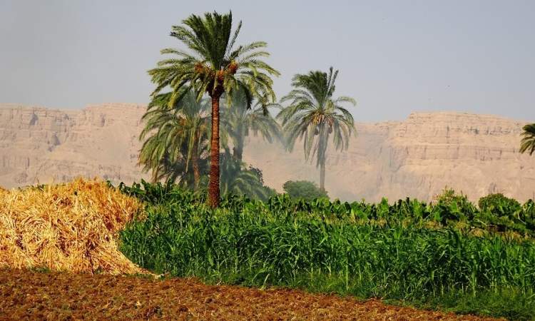 مصر تصدر منتجات زراعية بقيمة 1.5 مليار$ خلال الربع الأول من العام الحالي