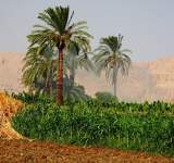 مصر تصدر منتجات زراعية بقيمة 1.5 مليار$ خلال الربع الأول من العام الحالي